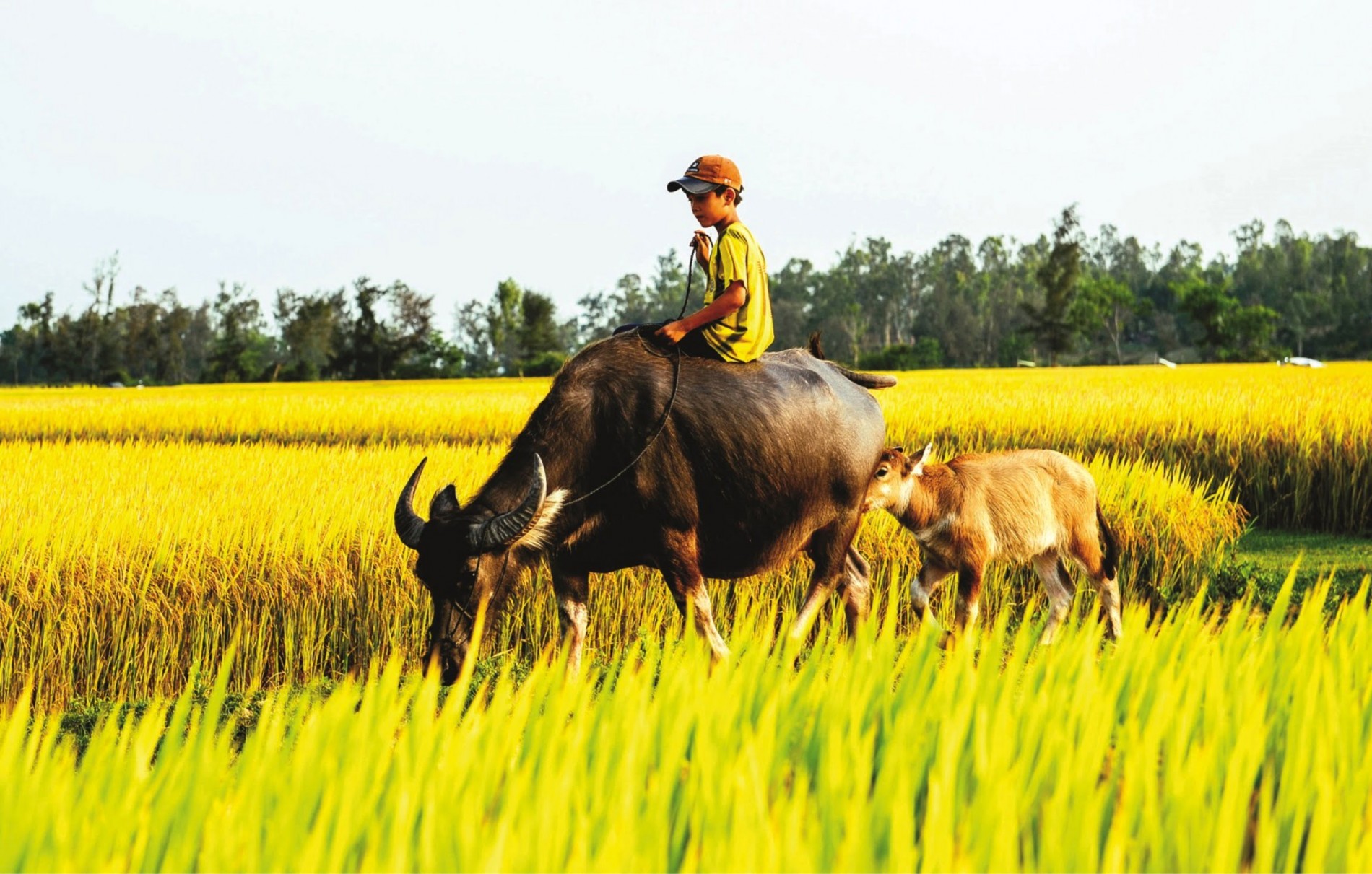 canh-dong-lua-vang